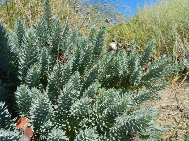 Euphorbia pithyusa